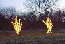 ’Two Burning Bushes’, Nick Crowe & Ian Rawlinson, 2003